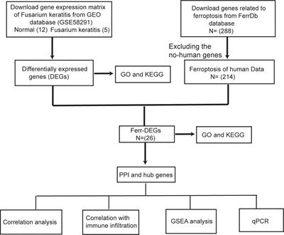 Identification of hub genes and pathways of ferroptosis in Fusarium keratitis by bioinformatics methods